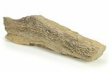 Cretaceous Petrified Wood Covered In Druzy Quartz - Texas #281754-1